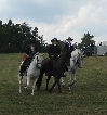 SommerfestTierpraxisKonschewski